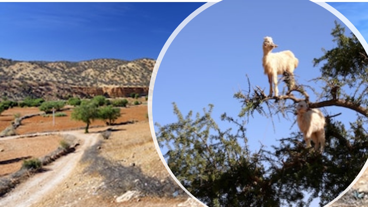 el arbol de argan